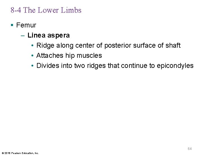 8 -4 The Lower Limbs § Femur – Linea aspera • Ridge along center