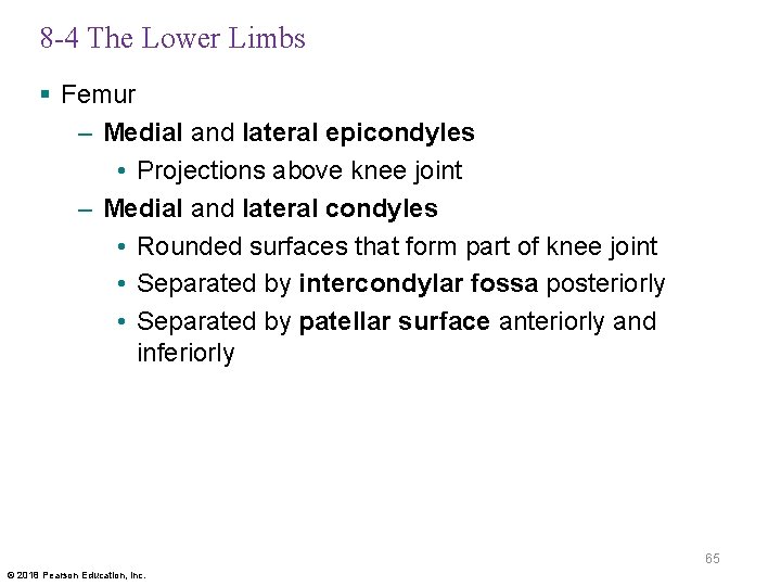 8 -4 The Lower Limbs § Femur – Medial and lateral epicondyles • Projections