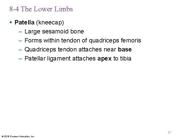 8 -4 The Lower Limbs § Patella (kneecap) – Large sesamoid bone – Forms