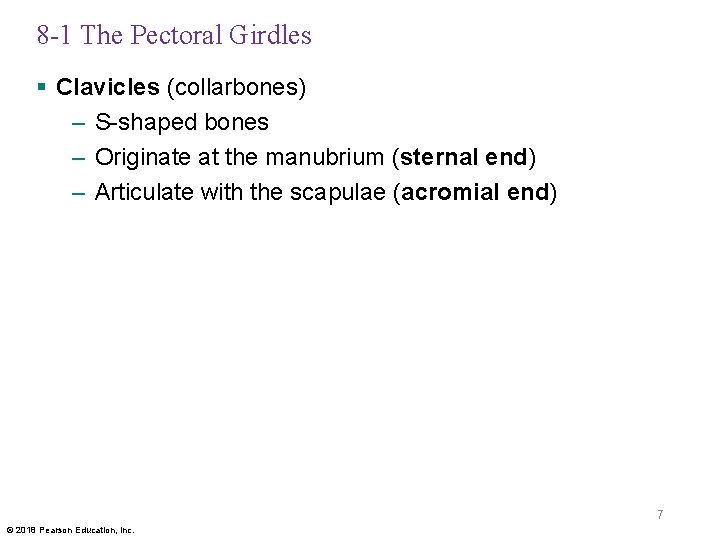 8 -1 The Pectoral Girdles § Clavicles (collarbones) – S-shaped bones – Originate at