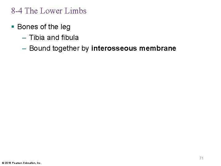 8 -4 The Lower Limbs § Bones of the leg – Tibia and fibula