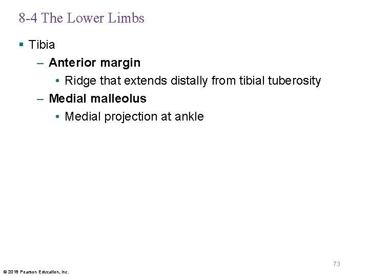 8 -4 The Lower Limbs § Tibia – Anterior margin • Ridge that extends