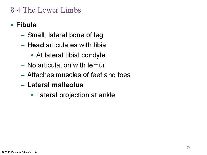 8 -4 The Lower Limbs § Fibula – Small, lateral bone of leg –