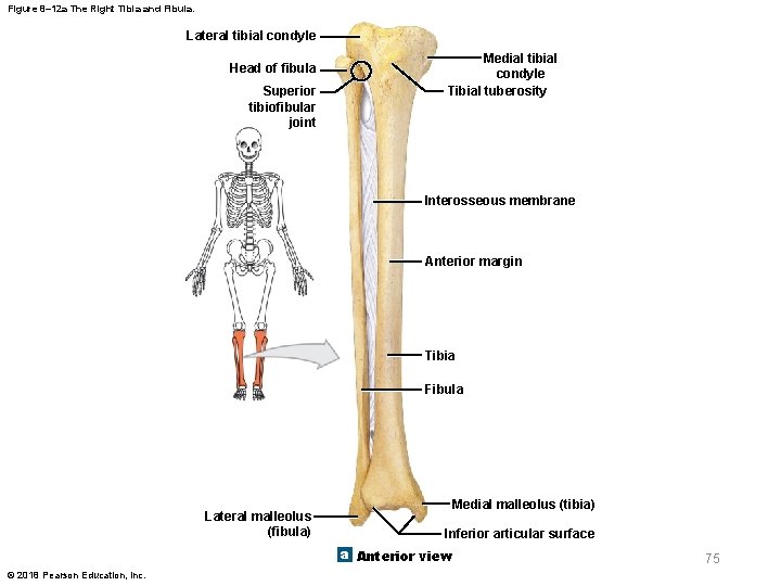 Figure 8– 12 a The Right Tibia and Fibula. Lateral tibial condyle Head of