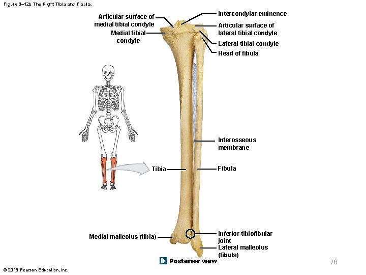 Figure 8– 12 b The Right Tibia and Fibula. Intercondylar eminence Articular surface of