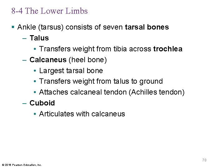 8 -4 The Lower Limbs § Ankle (tarsus) consists of seven tarsal bones –