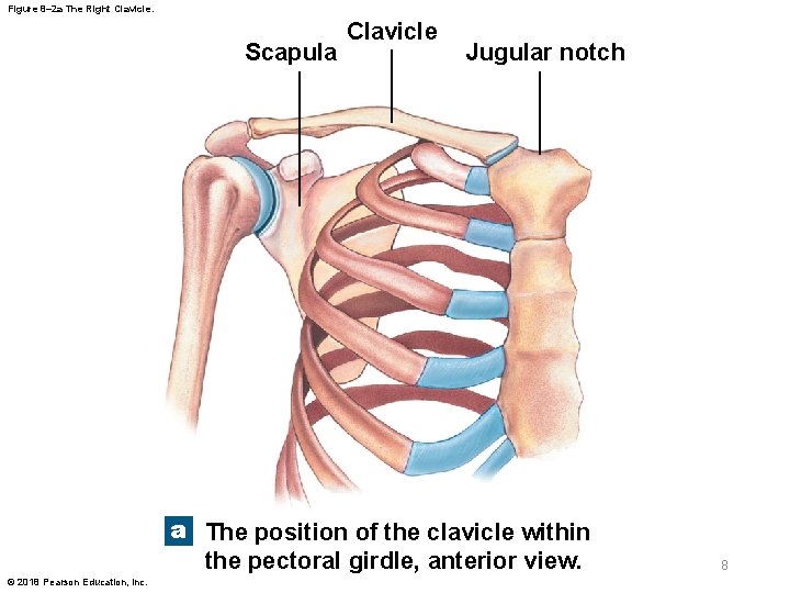 Figure 8– 2 a The Right Clavicle. Scapula Clavicle Jugular notch a The position