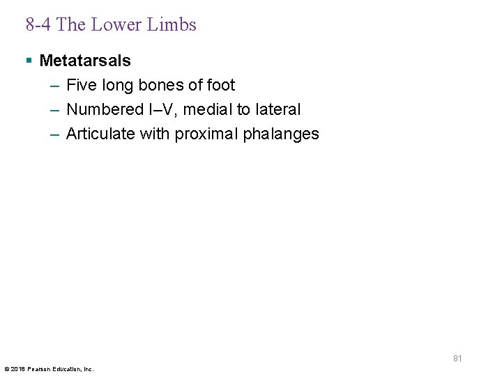 8 -4 The Lower Limbs § Metatarsals – Five long bones of foot –