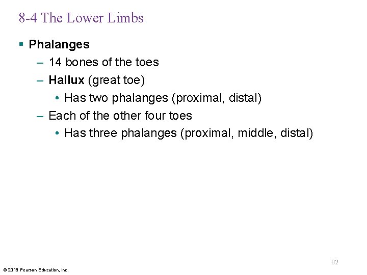 8 -4 The Lower Limbs § Phalanges – 14 bones of the toes –