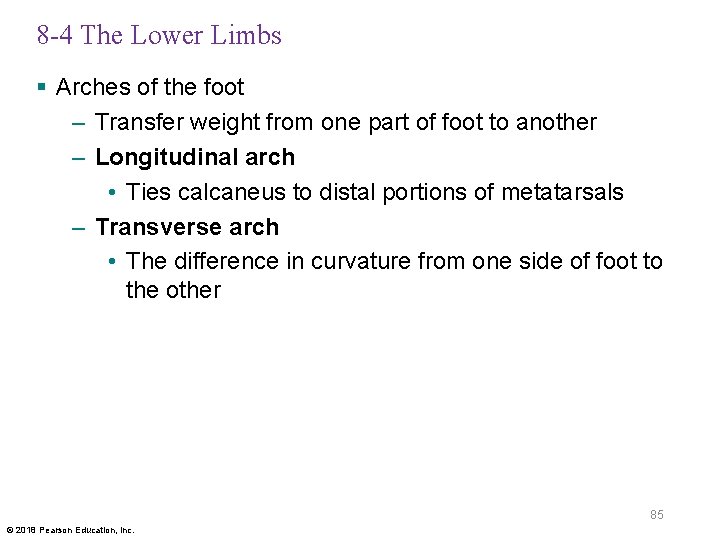 8 -4 The Lower Limbs § Arches of the foot – Transfer weight from