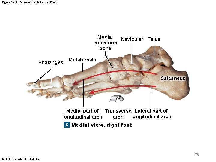 Figure 8– 13 c Bones of the Ankle and Foot. Medial Navicular Talus cuneiform