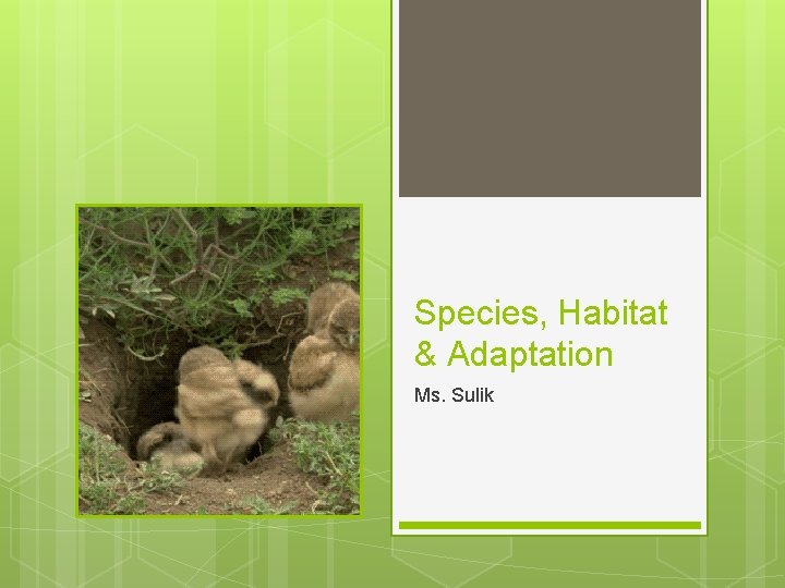 Species, Habitat & Adaptation Ms. Sulik 