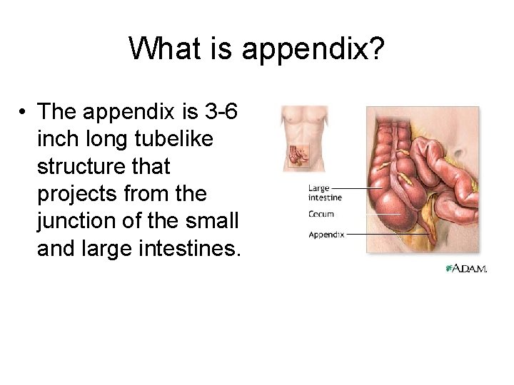 What is appendix? • The appendix is 3 -6 inch long tubelike structure that