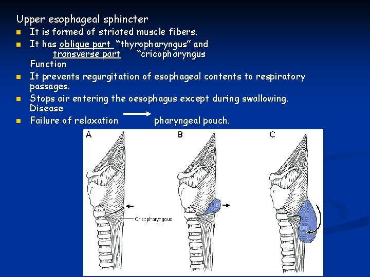 Upper esophageal sphincter n n n It is formed of striated muscle fibers. It