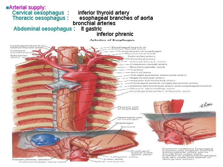 n. Arterial supply: Cervical oesophagus : Thoracic oesophagus : inferior thyroid artery esophageal branches