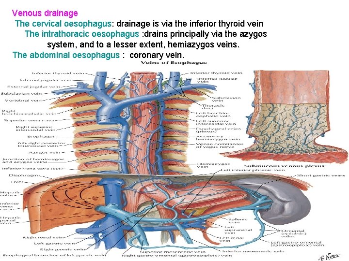 Venous drainage The cervical oesophagus: drainage is via the inferior thyroid vein The intrathoracic