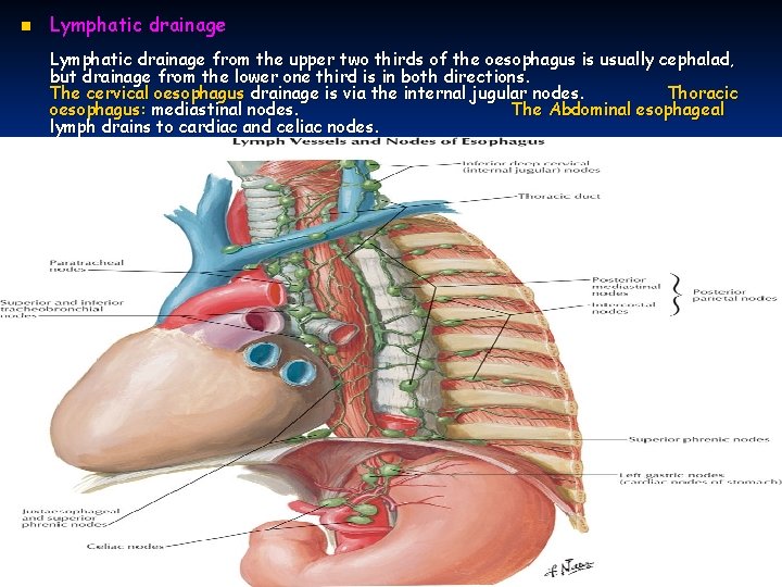 n Lymphatic drainage from the upper two thirds of the oesophagus is usually cephalad,