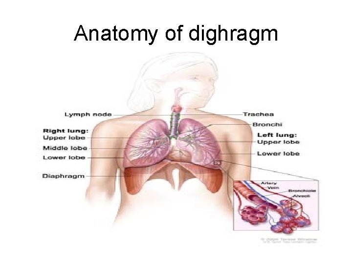 Anatomy of dighragm 