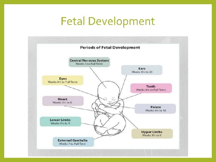 Fetal Development 