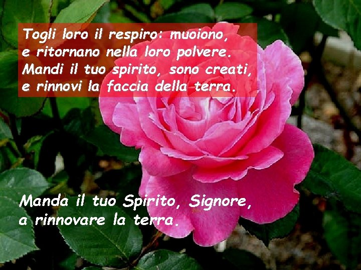 Togli loro il respiro: muoiono, e ritornano nella loro polvere. Mandi il tuo spirito,