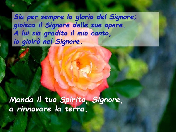 Sia per sempre la gloria del Signore; gioisca il Signore delle sue opere. A