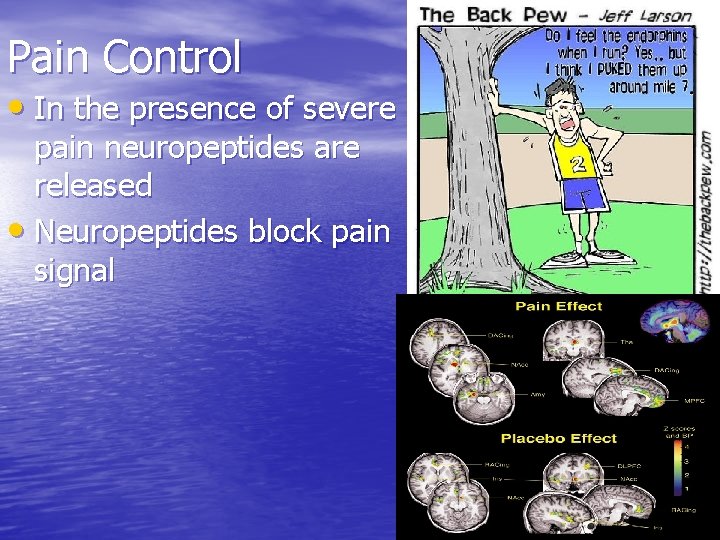 Pain Control • In the presence of severe pain neuropeptides are released • Neuropeptides Pain Control • In the presence of severe pain neuropeptides are released • Neuropeptides