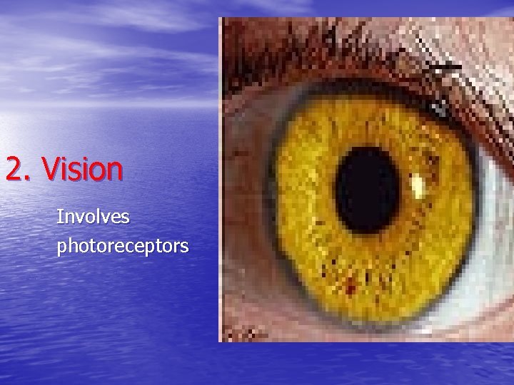 2. Vision Involves photoreceptors 2. Vision Involves photoreceptors