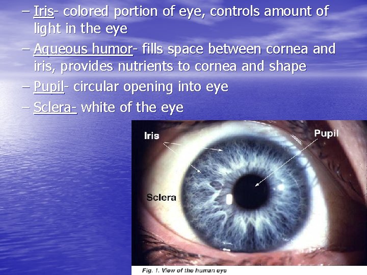 – Iris- colored portion of eye, controls amount of light in the eye – – Iris- colored portion of eye, controls amount of light in the eye –
