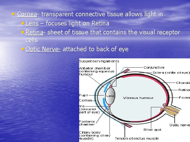 • Cornea- transparent connective tissue allows light in • Lens – focuses light • Cornea- transparent connective tissue allows light in • Lens – focuses light
