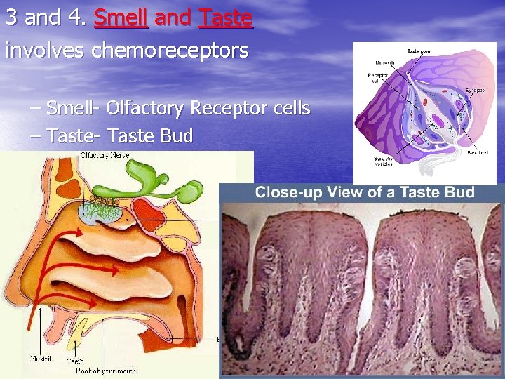 3 and 4. Smell and Taste involves chemoreceptors – Smell- Olfactory Receptor cells – 3 and 4. Smell and Taste involves chemoreceptors – Smell- Olfactory Receptor cells –