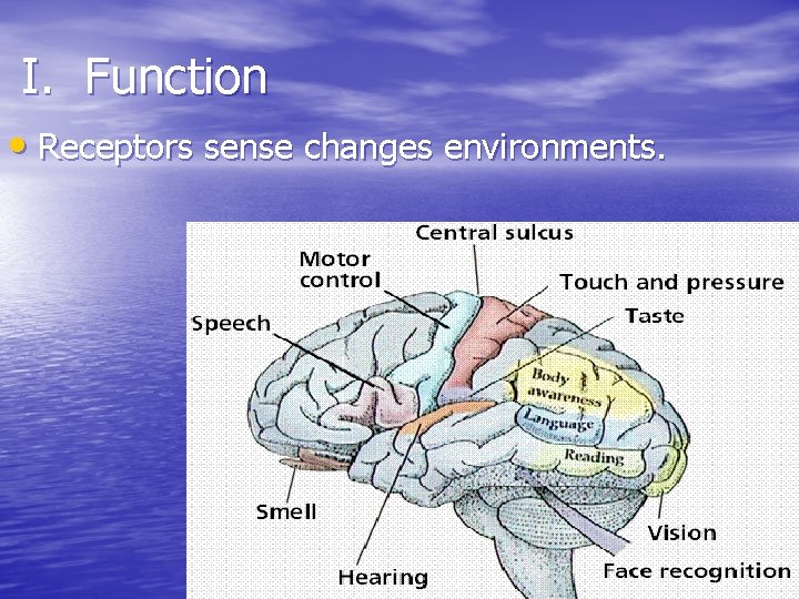 I. Function • Receptors sense changes environments. I. Function • Receptors sense changes environments.