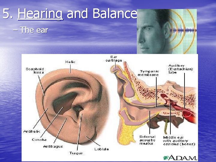 5. Hearing and Balance – The ear 5. Hearing and Balance – The ear