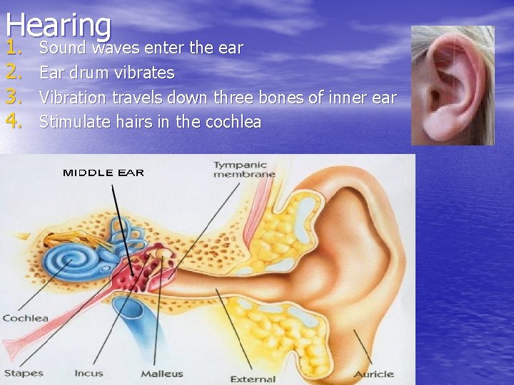Hearing 1. 2. 3. 4. Sound waves enter the ear Ear drum vibrates Vibration Hearing 1. 2. 3. 4. Sound waves enter the ear Ear drum vibrates Vibration