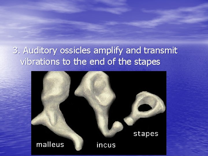 3. Auditory ossicles amplify and transmit vibrations to the end of the stapes 3. Auditory ossicles amplify and transmit vibrations to the end of the stapes