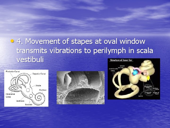 • 4. Movement of stapes at oval window transmits vibrations to perilymph in • 4. Movement of stapes at oval window transmits vibrations to perilymph in