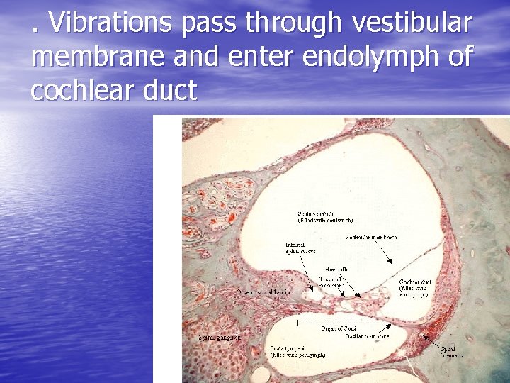 . Vibrations pass through vestibular membrane and enter endolymph of cochlear duct . Vibrations pass through vestibular membrane and enter endolymph of cochlear duct