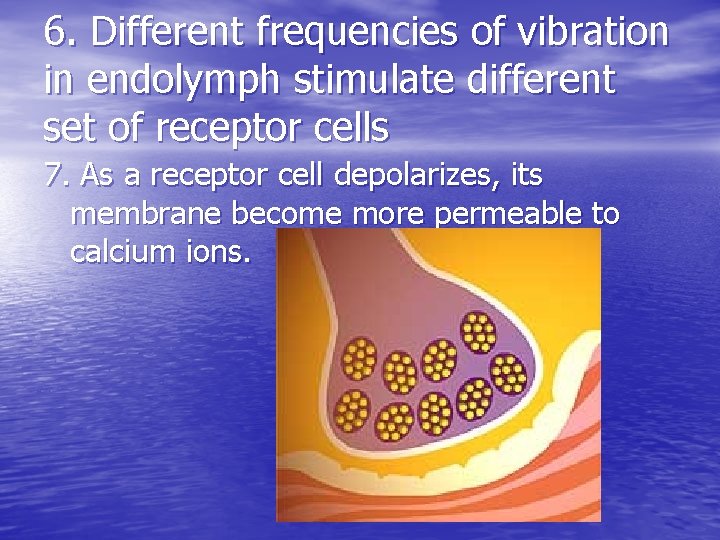 6. Different frequencies of vibration in endolymph stimulate different set of receptor cells 7. 6. Different frequencies of vibration in endolymph stimulate different set of receptor cells 7.