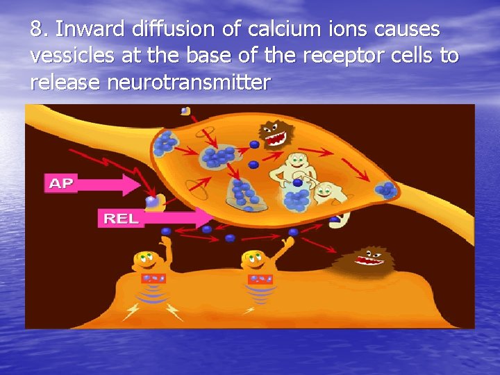 8. Inward diffusion of calcium ions causes vessicles at the base of the receptor 8. Inward diffusion of calcium ions causes vessicles at the base of the receptor