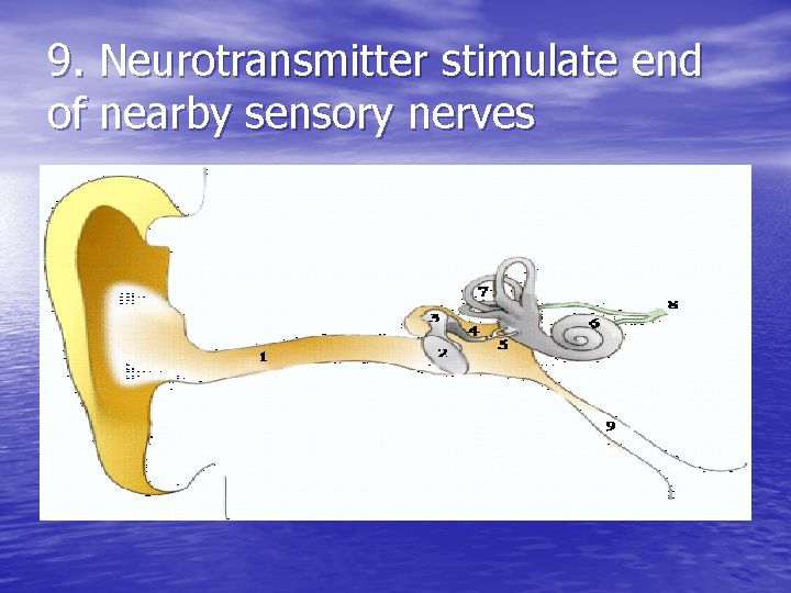 9. Neurotransmitter stimulate end of nearby sensory nerves 9. Neurotransmitter stimulate end of nearby sensory nerves
