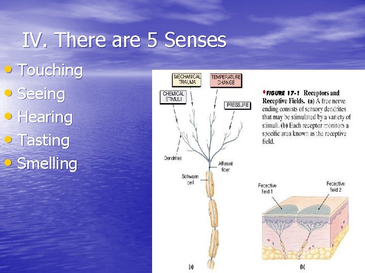 IV. There are 5 Senses • Touching • Seeing • Hearing • Tasting • IV. There are 5 Senses • Touching • Seeing • Hearing • Tasting •