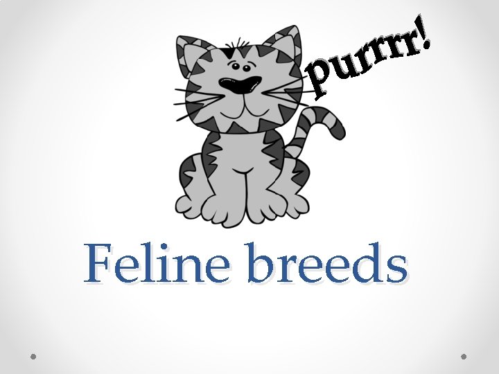 Feline breeds 