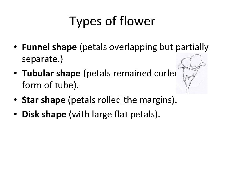 Types of flower • Funnel shape (petals overlapping but partially separate. ) • Tubular