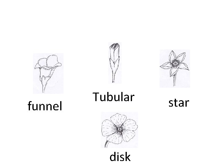 funnel Tubular disk star 