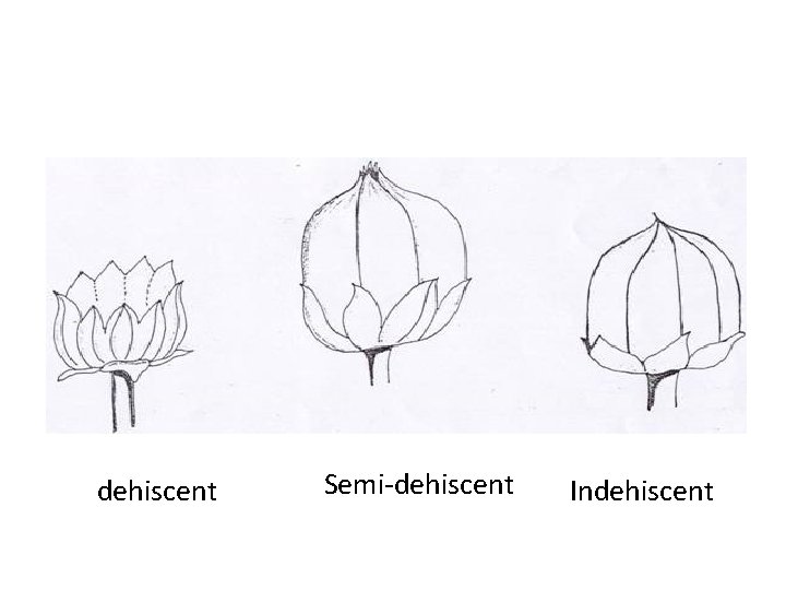 dehiscent Semi-dehiscent Indehiscent 