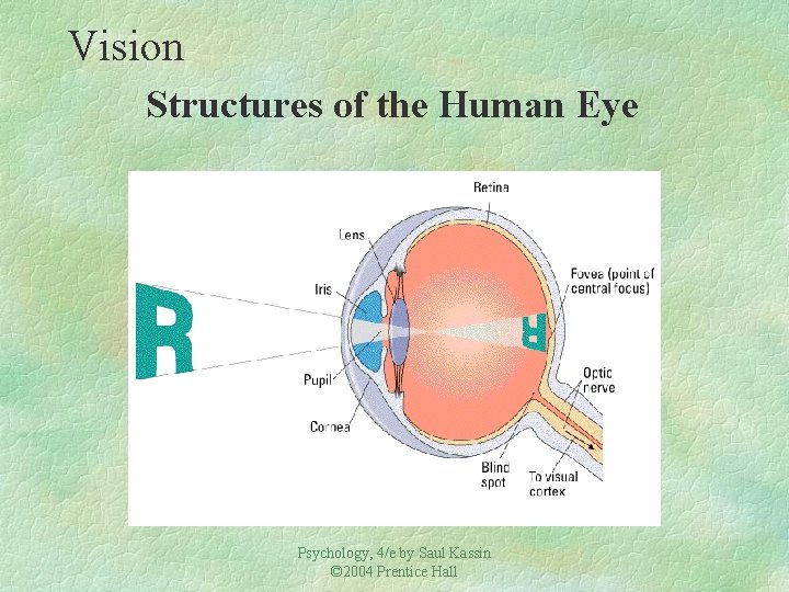 Vision Structures of the Human Eye Psychology, 4/e by Saul Kassin © 2004 Prentice