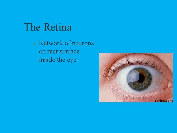 The Retina l Network of neurons on rear surface inside the eye 