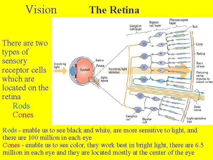 Vision The Retina There are two types of sensory receptor cells which are located