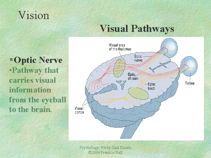 Vision Visual Pathways § Optic Nerve • Pathway that carries visual information from the