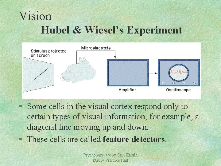 Vision Hubel & Wiesel’s Experiment § Some cells in the visual cortex respond only
