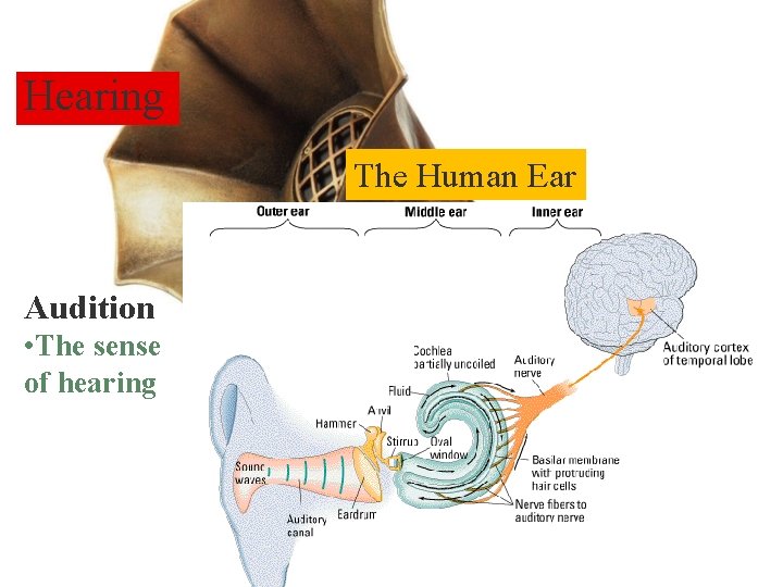 Hearing The Human Ear Audition • The sense of hearing Psychology, 4/e by Saul